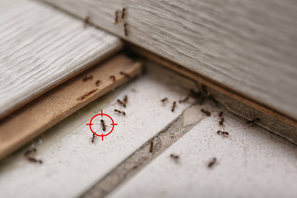  Panacea, FL Pest Control Pros