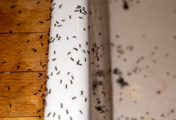 Best Pest Removal Services  in Panacea, FL