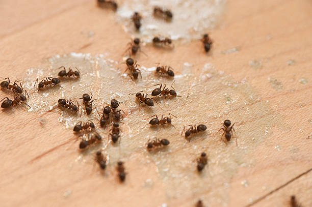Best Bed Bug Extermination  in Panacea, FL