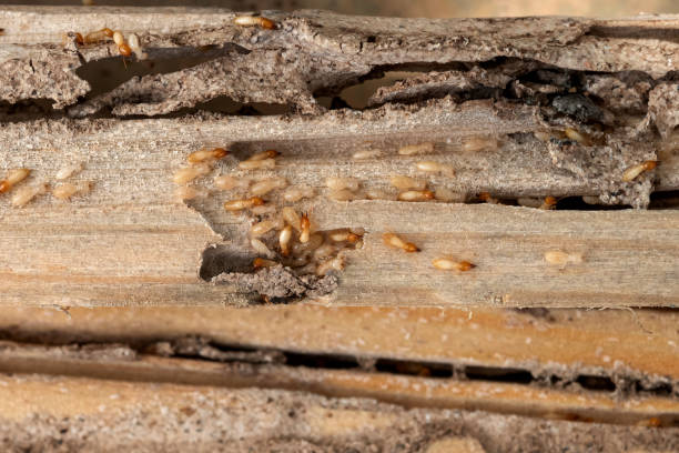 Best Affordable Pest Control Services  in Panacea, FL
