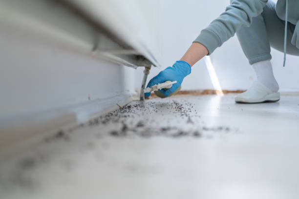 Best Wasp Removal Services  in Panacea, FL